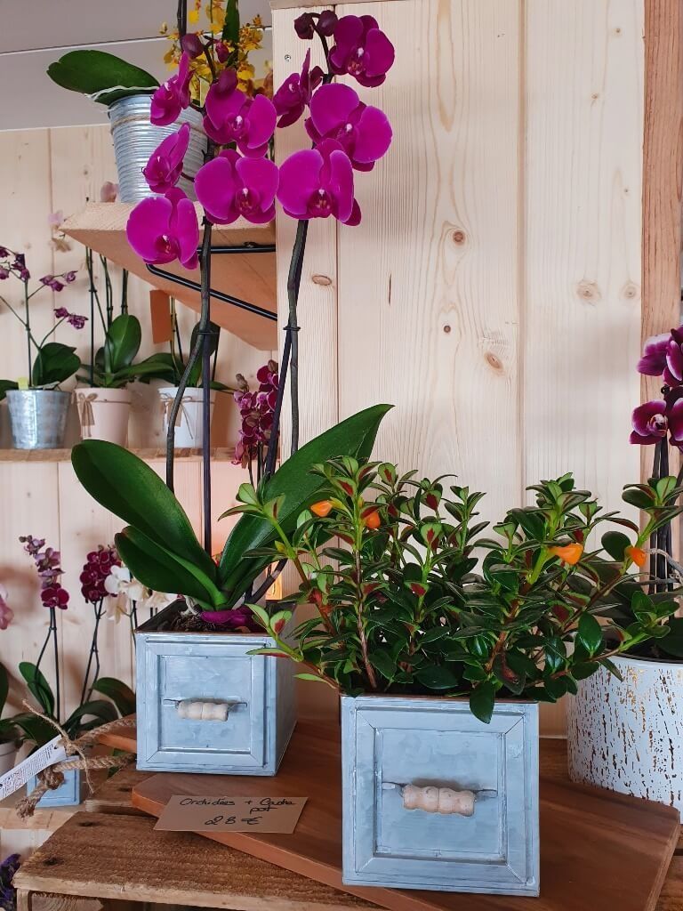 Orchidée Phalaenopsis